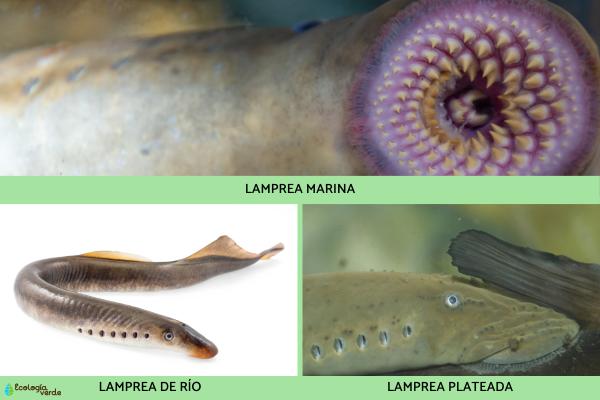 Agnatos o peces sin mandíbula: qué son y características - Lampreas