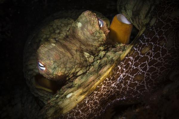 有毒章鱼——加州双斑章鱼（Octopus bimaculoides）