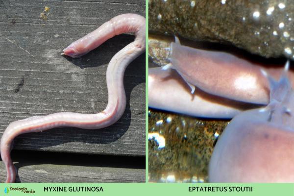 Agnatos o peces sin mandíbula: qué son y características - Mixines