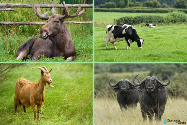 Animales rumiantes: qué son y ejemplos - Ejemplos de animales rumiantes