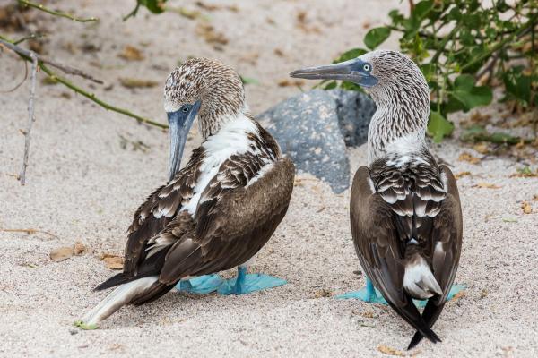 Piquero de patas azules: características, dónde vive y alimentación - Reproducción del piquero de patas azules