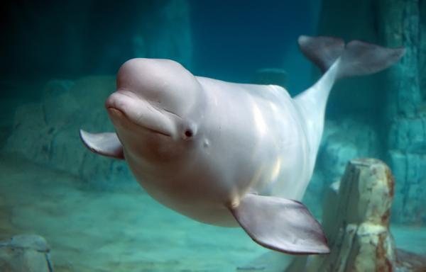 Ballena beluga: características y ecolocalización - Dónde vive la ballena beluga