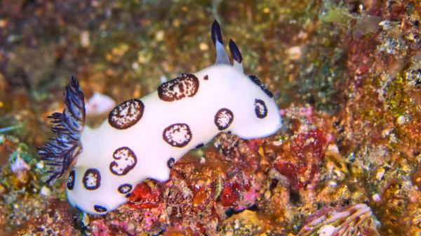 Conejo de mar: qué es, características y reproducción - Características del conejo de mar