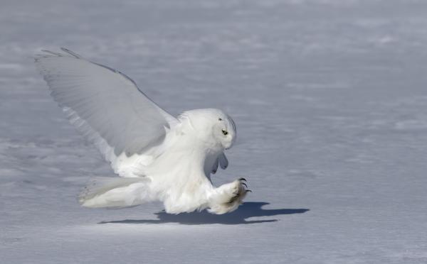 Búho nival: características, dónde vive y qué come - Qué come el búho nival