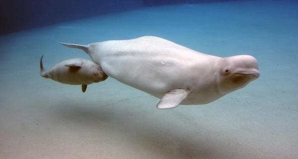 Ballena beluga: características y ecolocalización - Reproducción de la ballena beluga