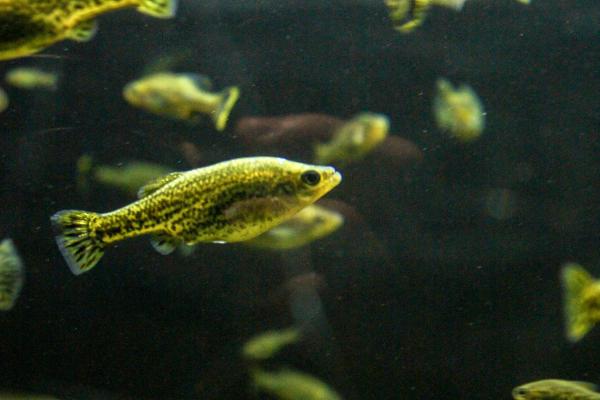 胎生鱼：例子和特征 - 墨西哥鲤鱼或蝴蝶裂鳍鱼（Ameca splendens）