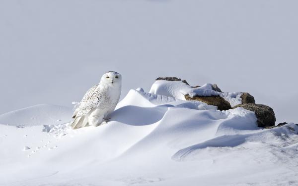 Búho nival: características, dónde vive y qué come - Dónde vive el búho nival