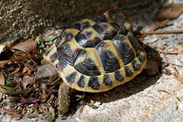 Tipos de tortugas de tierra y sus características - Tortuga mediterránea (Testudo hermanni)