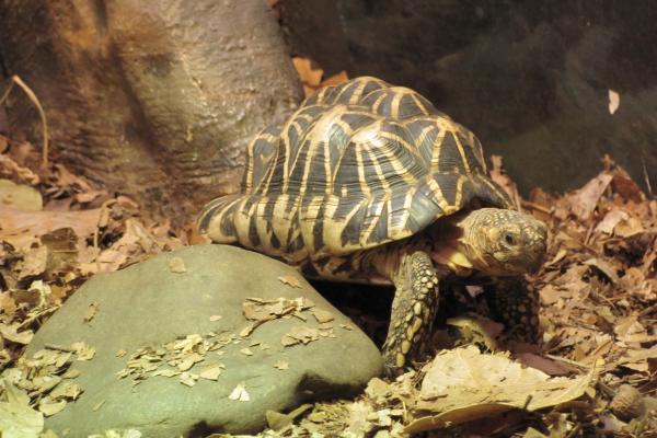 Tipos de tortugas de tierra y sus características - Tortuga estrellada (Geochelone elegans)