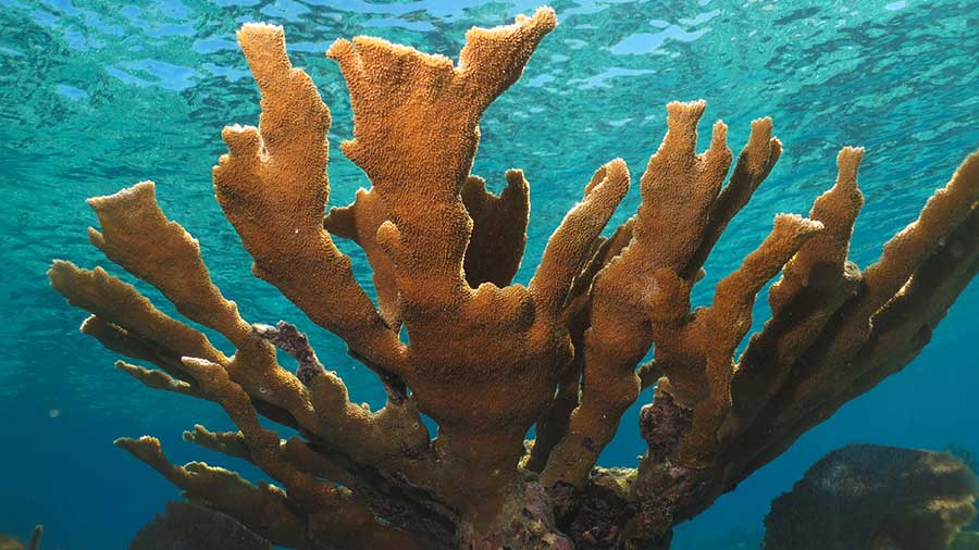 麋鹿角珊瑚近距离观察