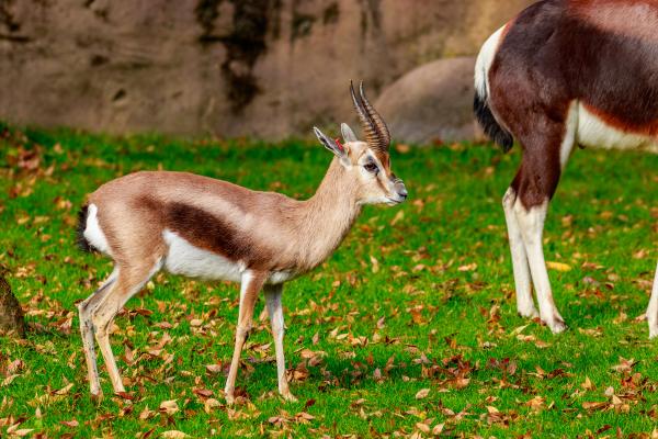 Tipos de gacelas - Gacela de Speke