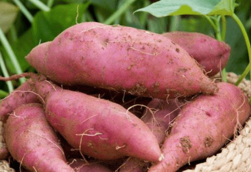  甘薯的功效与作用及禁忌