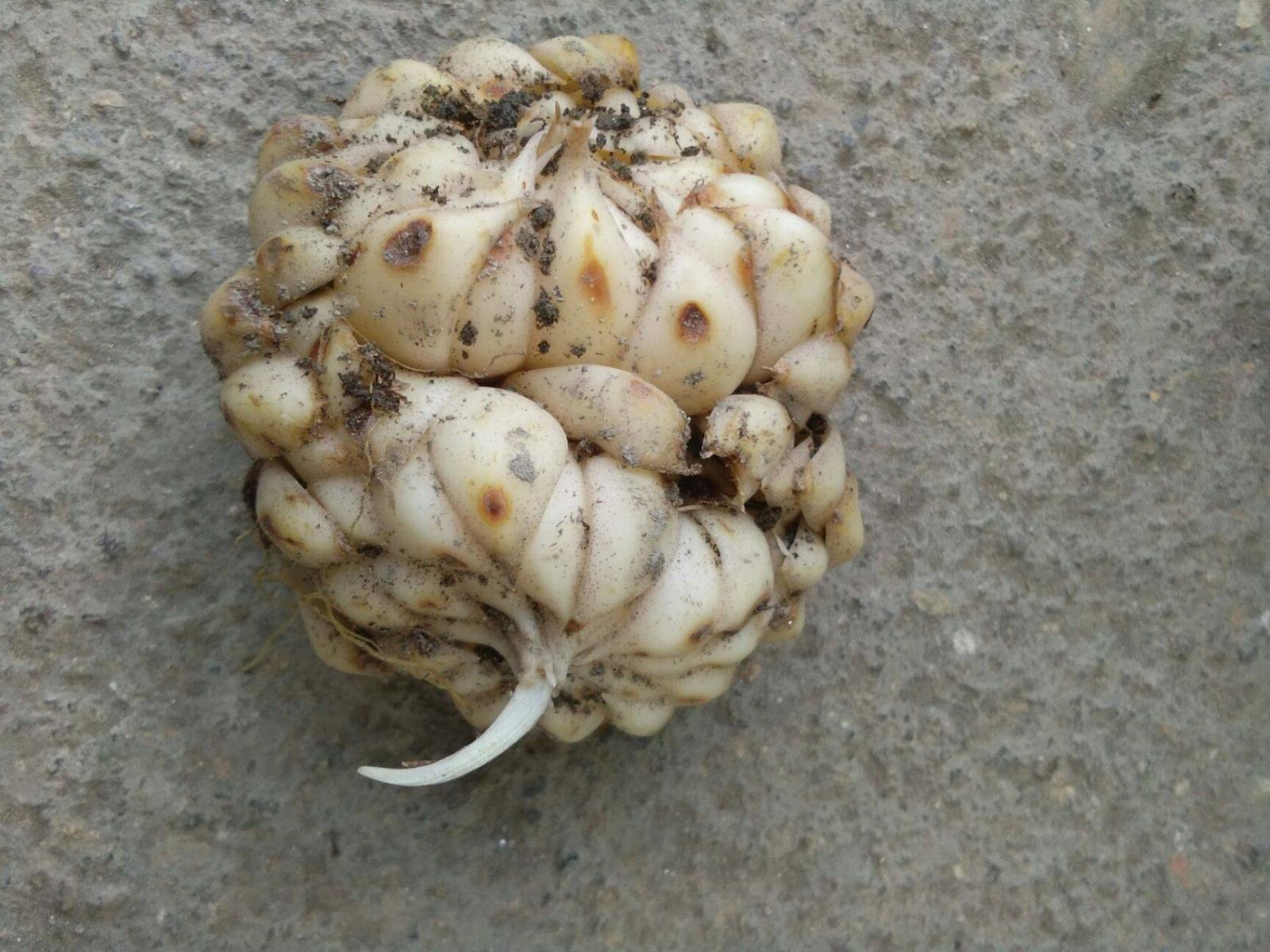  百合粉的营养成分及功效作用