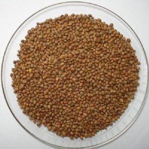  莱菔子粥的功效与作用及做法