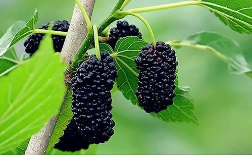  桑葚的功效与作用及禁忌