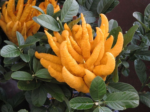  佛手有哪些功效作用及注意事项呢