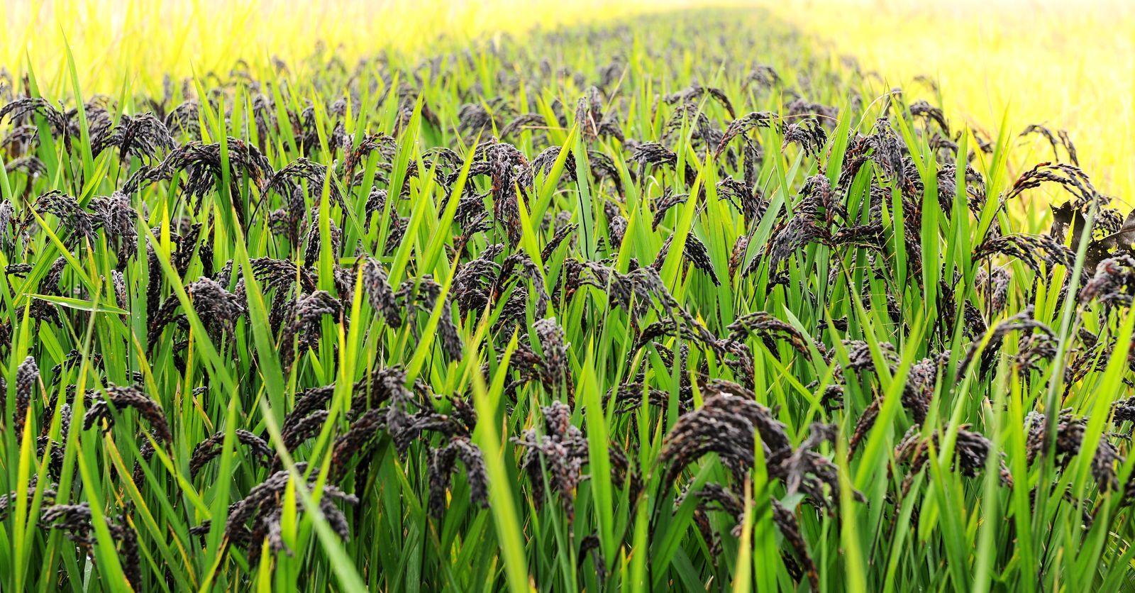  黑米有哪些功效作用及注意事项呢