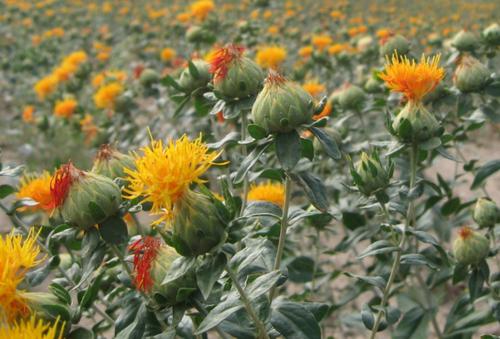  红花有哪些功效与作用及注意事项呢