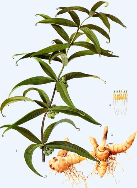  黄精有哪些功效与作用及注意事项呢