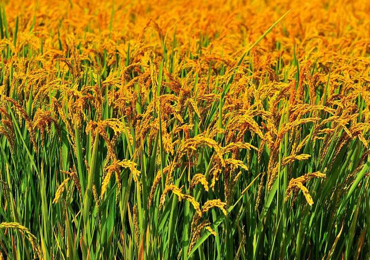  黄米有哪些功效与作用及注意事项呢