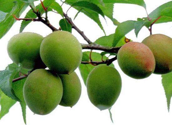  青梅有哪些功效与作用及注意事项呢