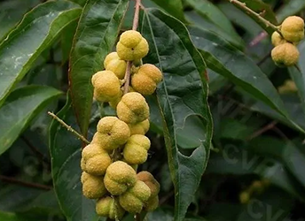  巴豆是一味有大毒的中药材，所用要谨慎使用才能发挥它的功效作用