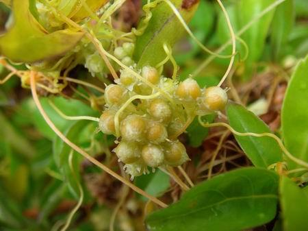  菟丝子有哪些功效与作用及注意事项呢