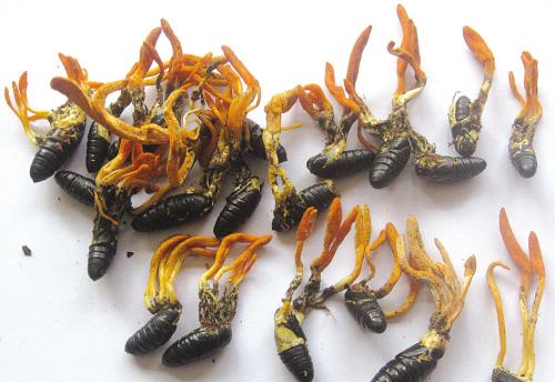  蛹虫草有哪些功效与作用及注意事项呢