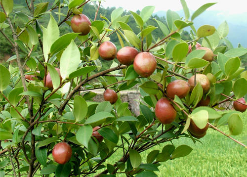  油茶籽油有哪些功效与作用及注意事项呢