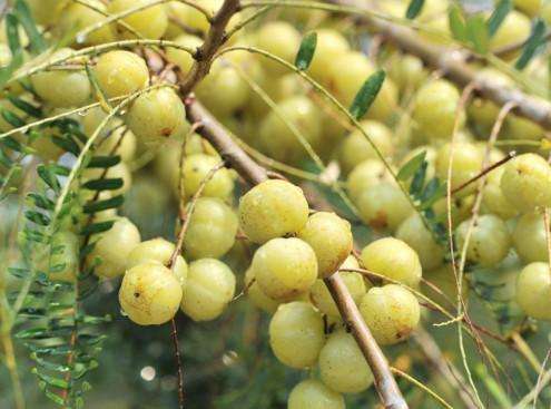  余甘子有哪些功效与作用及注意事项呢