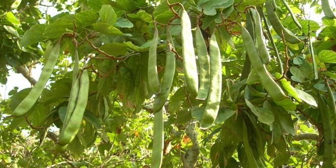  刀豆有哪些功效与作用及注意事项呢