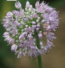  薤白头有哪些功效与作用及注意事项呢