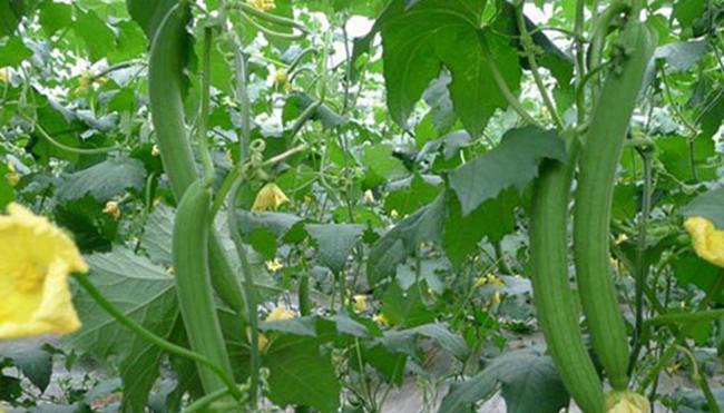  丝瓜有哪些功效作用及注意事项