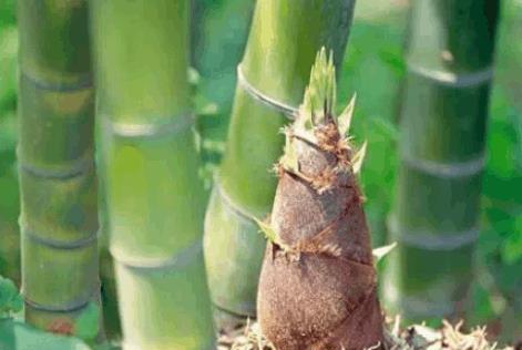  竹笋有哪些功效作用及注意事项