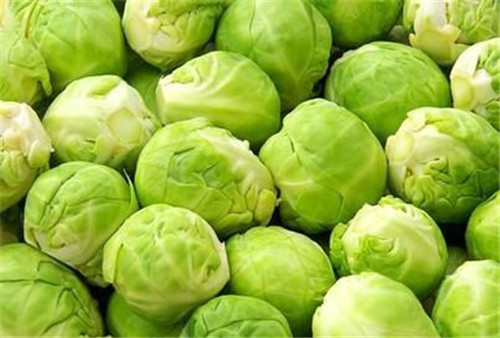  圆白菜有哪些功效与作用及注意事项