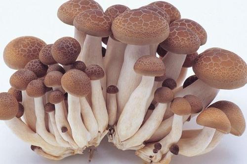  蘑菇有哪些功效与作用及注意事项