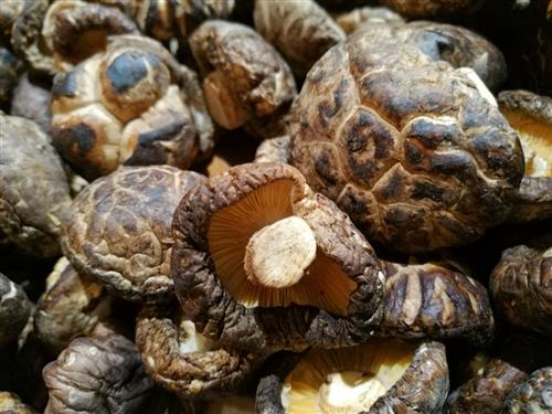  香菇有哪些功效与作用及注意事项