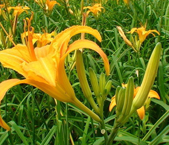  黄花菜有哪些功效与作用及注意事项