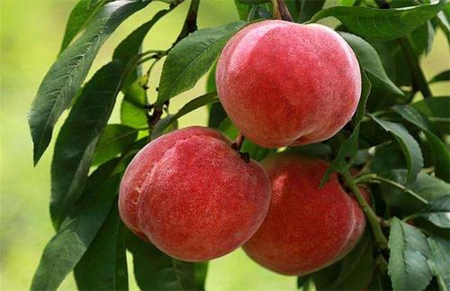  桃子有哪些功效与作用及注意事项