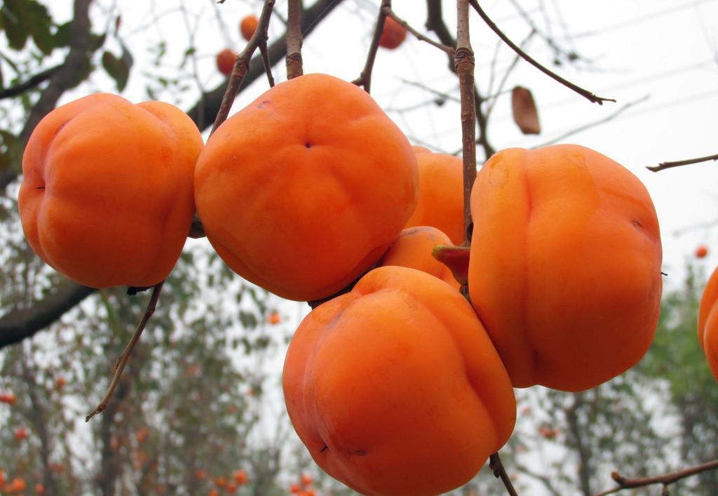  柿子有哪些功效与作用及注意事项