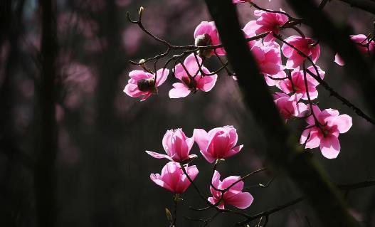  辛夷花有哪些功效与作用及注意事项