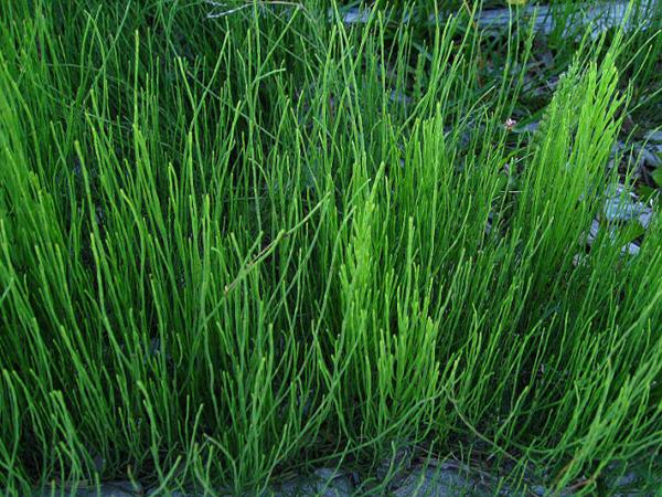  木贼有哪些功效与作用及注意事项