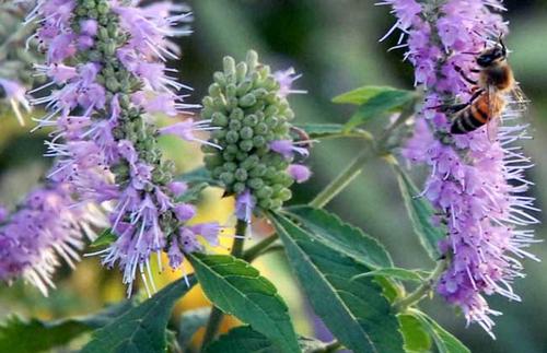  香薷有哪些功效与作用及注意事项