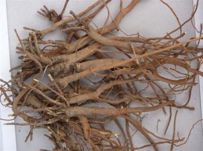  柴胡有哪些功效与作用及注意事项