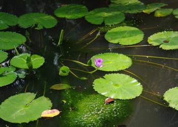  浮萍有哪些功效与作用及注意事项