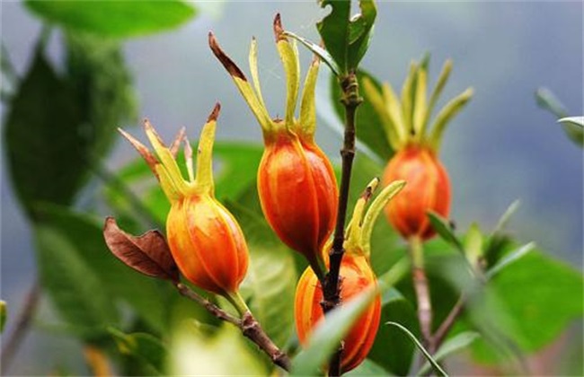  栀子有哪些功效与作用及注意事项