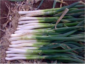  葱白有哪些功效与作用及注意事项