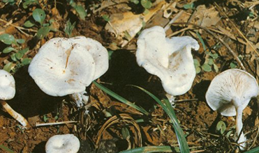  这些野蘑菇有毒，不要随便采摘食用