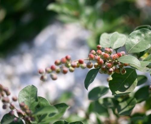  蔓荆子有哪些功效与作用及注意事项