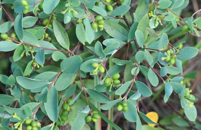  了哥王有哪些功效与作用及注意事项